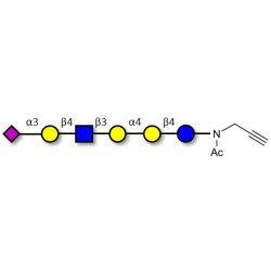 Stage-Specific Embryonic Antigen-4 (SSEA-4) hexaose analogue type 2 with terminal alkyne (Linker-CΞCH A)