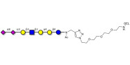 Sialylated Stage-Specific...