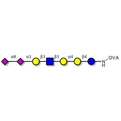 Sialylated Stage-Specific Embryonic Antigen-4 (SSEA-4) hexaose analogue type 1 grafted on OVA