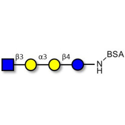 Isoglobotetraose (iGb4) analogue grafted on BSA