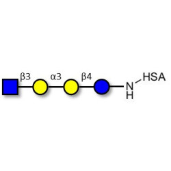 Isoglobotetraose (iGb4) analogue grafted on HSA