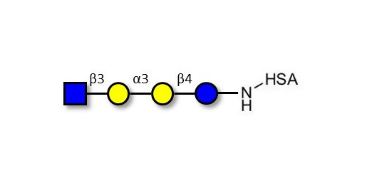 Isoglobotetraose (iGb4) analogue grafted on HSA - iGb4 analogue