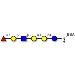 Isoglobo-H analogue type 1 grafted on BSA