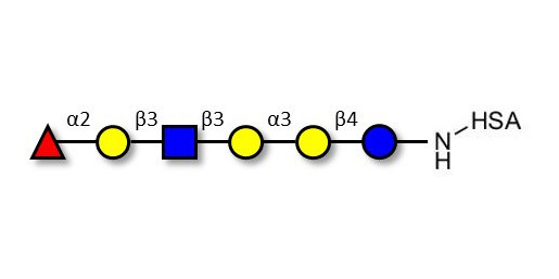 Isoglobo-H analogue type 1 grafted on HSA