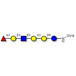 Isoglobo-H analogue type 1 grafted on OVA