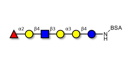 Isoglobo-H analogue type 2 grafted on BSA