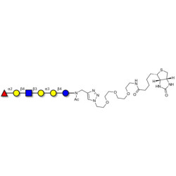 Isoglobo-H analogue type 2 linked to biotin (Linker-BT A)