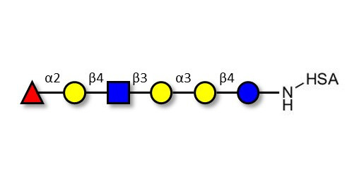 Isoglobo-H analogue type 2 grafted on HSA