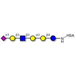 Sialylated isoglobopentaose (Sialylated iGb5) analogue type 1 grafted on HSA