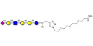 Sialylated isoglobopentaose...