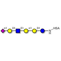 Sialylated isoglobopentaose (Sialylated iGb5) analogue type 2 grafted on HSA
