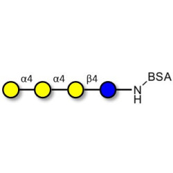 Galactosyl Globotriose (Gal-Gb3) grafted on BSA