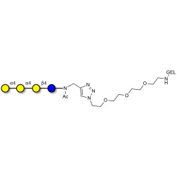 Galactosyl Globotriose (Gal-Gb3) grafted on gel for affinity chromatography (Linker-GEL A)