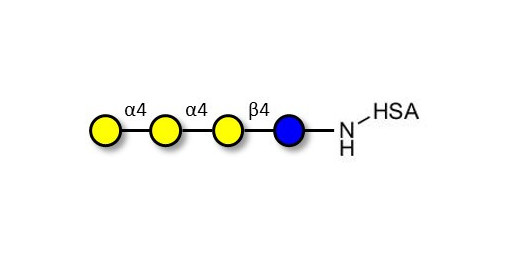 Galactosyl Globotriose (Gal-Gb3) grafted on HSA