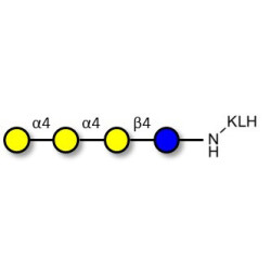 Galactosyl Globotriose (Gal-Gb3) grafted on KLH
