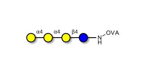 Galactosyl Globotriose (Gal-Gb3) grafted on OVA