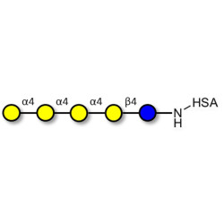 Galα1-4Galα1-4-Globotriose grafted on HSA