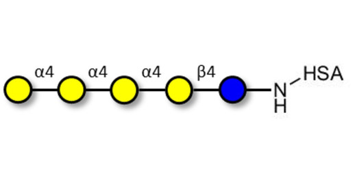 Galα1-4Galα1-4-Globotriose grafted on HSA - Galα1-4Galα1-4-Gb3