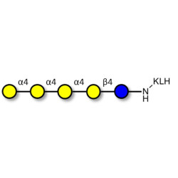 Galα1-4Galα1-4-Globotriose grafted on KLH