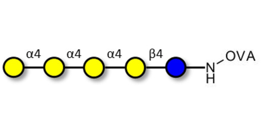 Galα1-4Galα1-4-Globotriose grafted on OVA - Galα1-4Galα1-4-Gb3