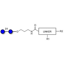 Cellobiose with customizable dual functionalization 