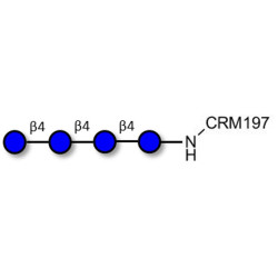 Cellotetraose grafted on CRM197