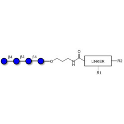 Cellotetraose with customizable dual functionalization 