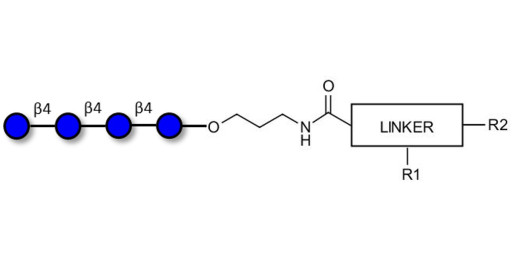 Cellotetraose with customizable dual functionalization 