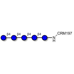 Cellopentaose grafted on CRM197