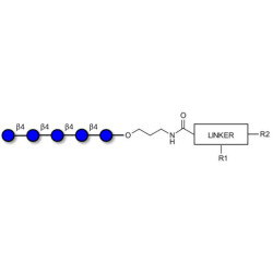 Cellopentaose with customizable dual functionalization 