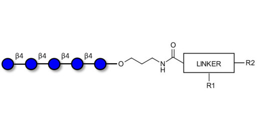 Cellopentaose with customizable dual functionalization 
