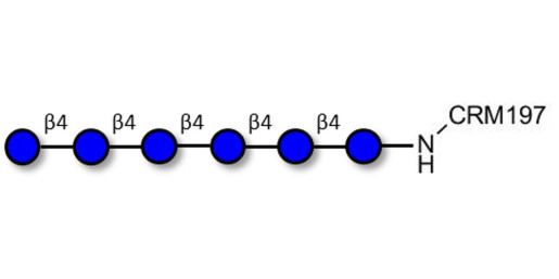 Cellohexaose grafted on CRM197
