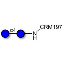 Maltose DP2 grafted on CRM197