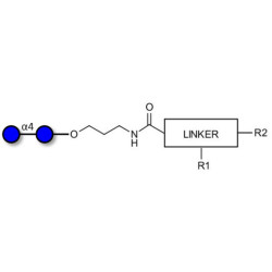 Maltose DP2 with customizable dual functionalization 