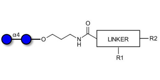 Maltose DP2 with customizable dual functionalization  - Maltooligosaccharide DP2