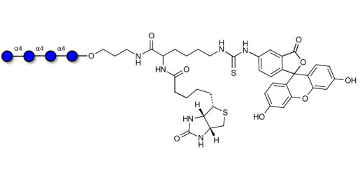 Maltotetraose DP4 linked to biotin and fluorescein (Linker-BT-FLUO A)