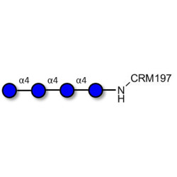 Maltotetraose DP4 grafted on CRM197