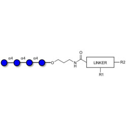 Maltotetraose DP4 with customizable dual functionalization 