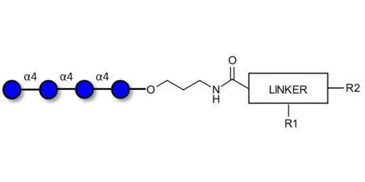 Maltotetraose DP4 with customizable dual functionalization 