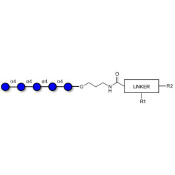 Maltopentaose DP5 with customizable dual functionalization 