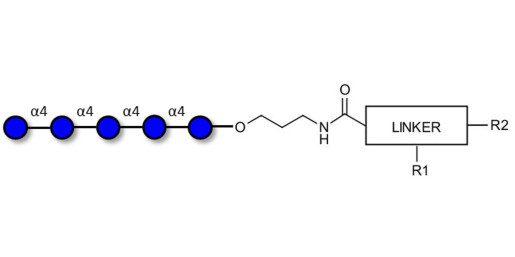 Maltopentaose DP5 with customizable dual functionalization 