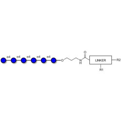 Maltohexaose DP6 with customizable dual functionalization 
