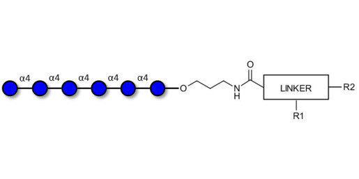 Maltohexaose DP6 with customizable dual functionalization 