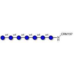 Maltoheptaose DP7 grafted on CRM197