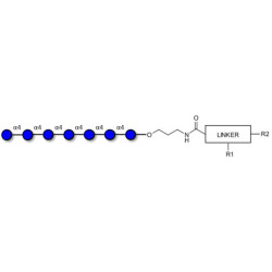 Maltoheptaose DP7 with customizable dual functionalization 