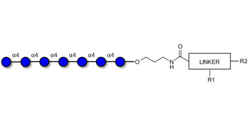 Maltoheptaose DP7 with customizable dual functionalization 