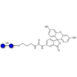 Isomaltose DP2 linked to fluorescein (Linker-FLUO A)