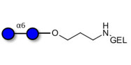 Isomaltose DP2 grafted on...