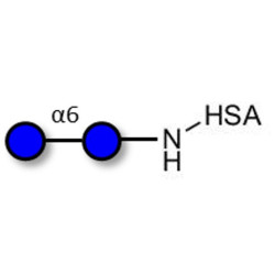 Isomaltose DP2 grafted on HSA