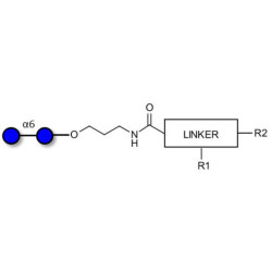 Isomaltose DP2 with customizable dual functionalization 